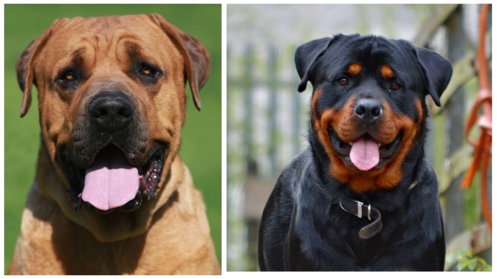 8 Quality Dog Breeds Banned In Different Countries - Animalworld